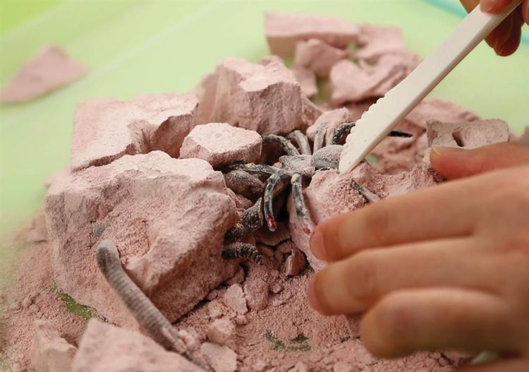 4M Opgraafkit Insecten 'Creepy Crawly' (5603397) - SPADT - speelgoed met advies