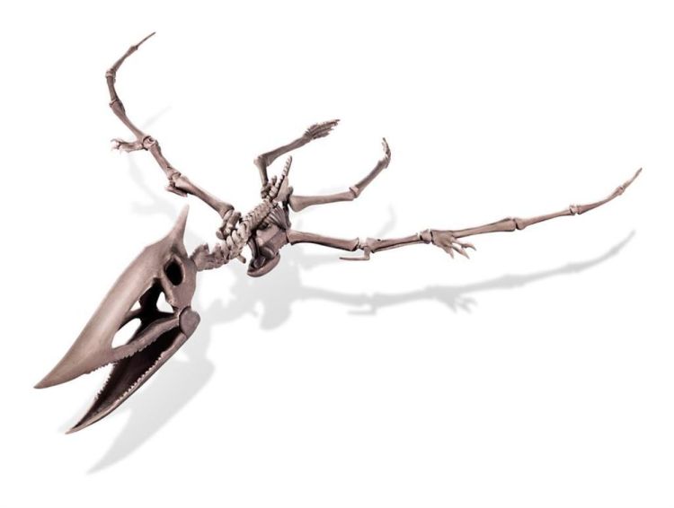 4M Opgraafkit 'Pteranodon' (5603459) - SPADT - speelgoed met advies