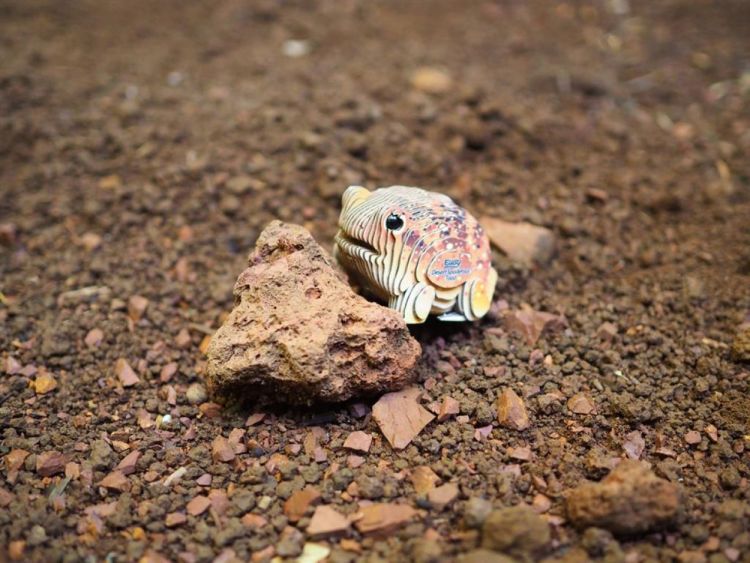 Eugy Eugy 3D Model 'Wild Dier/Woestijnpad' (5314117) - SPADT - speelgoed met advies