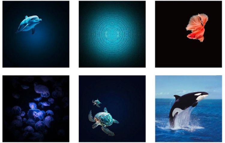 Kidywolf Kidystar HD planetarium (KIDYSTAR-GR) - SPADT - speelgoed met advies