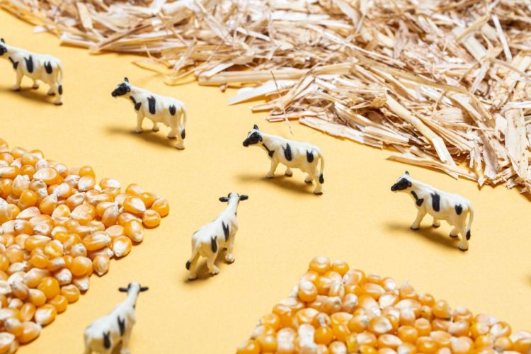 Petit Boum Sensorische Fles Boerderij (PBSPYFARM) - SPADT - speelgoed met advies